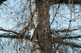 Ural owl_picture of Fulvio Genero 