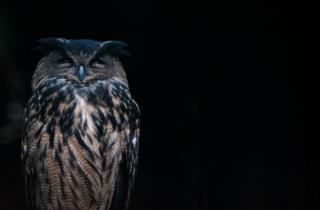 The eagle owl symbol of the Reserve_picture of Marco Giordano 